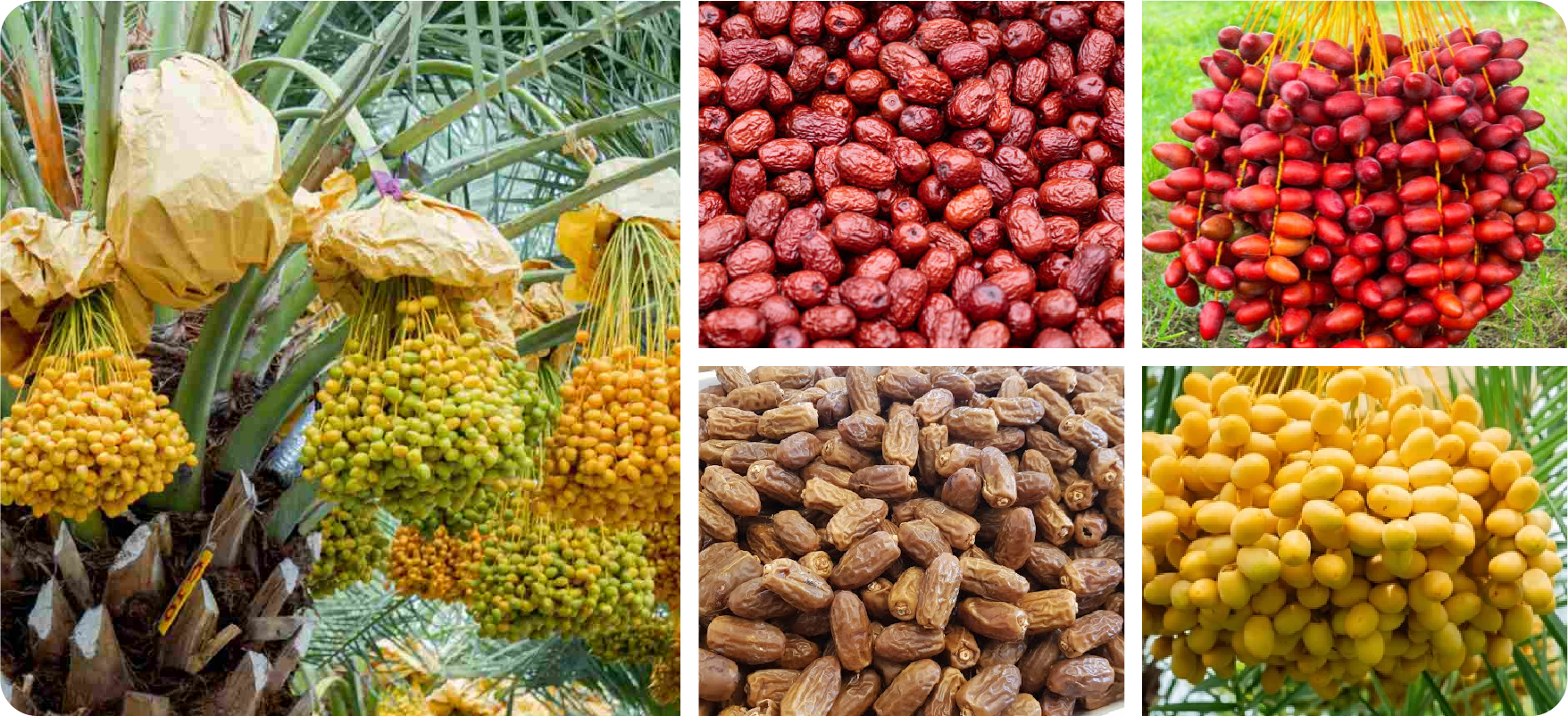 ប្រព័ន្ធទឹកស្តង់ដារ